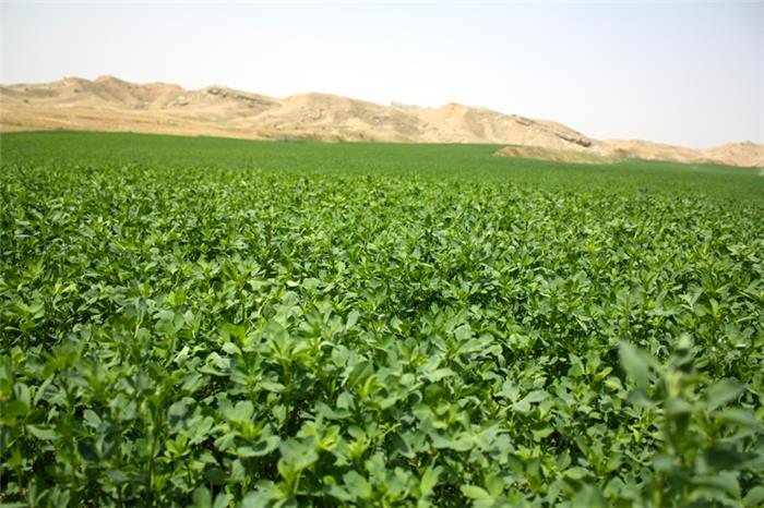 مزرعه یونجه رقم پاسیفیک